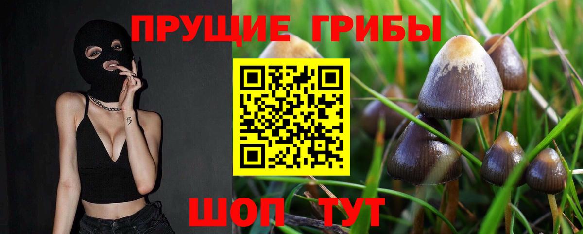 Псилоцибиновые грибы Psilocybe  Вход с VPN  Корсаков 